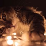 Cat Loves Giving His Pig Friends Massages