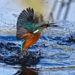 Bad moods could be contagious among ravens