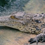 Some ancient crocodiles may have chomped on plants instead of meat
