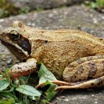 Translucent frogs seen for first time in 18 years