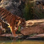 The tiger ‘gift’ that horrified Polish rescuers