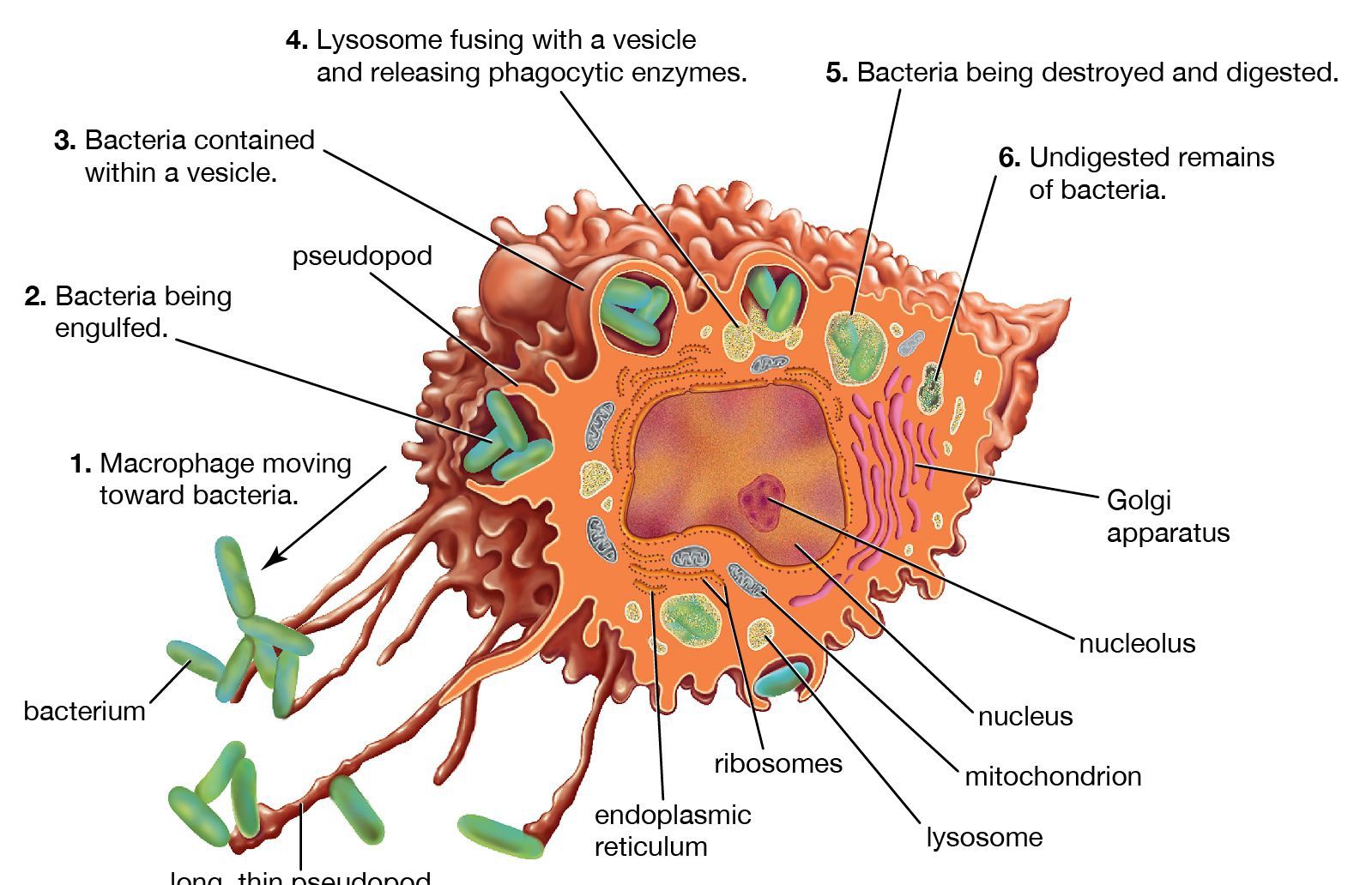 THE PROFOUND SIGNIFICANCE OF THE MONONUCLEAR PHAGOCYTE SYSTEM