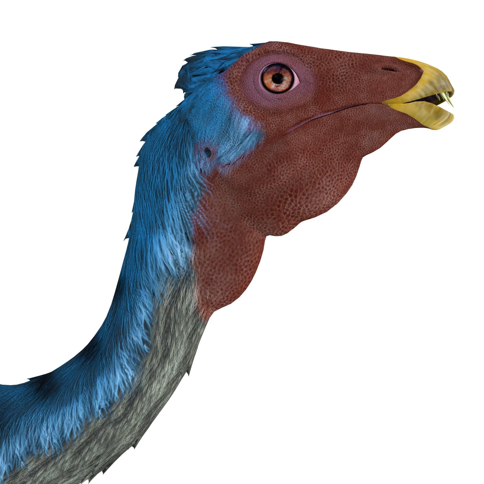 Caudipteryx