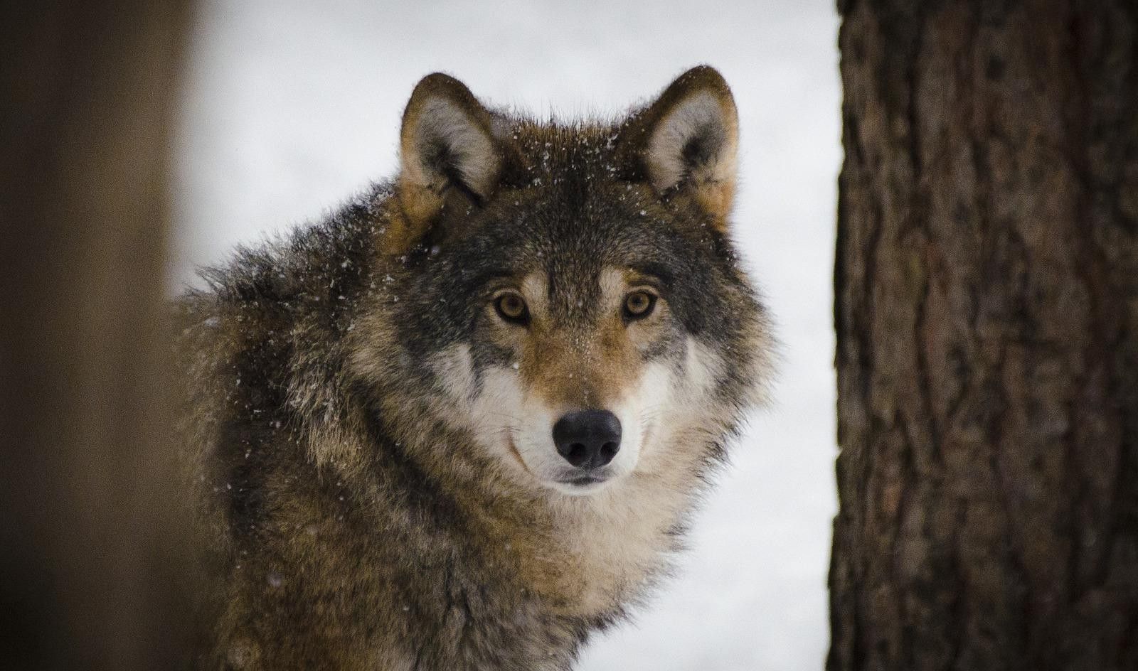 image of wolf- pixabay. Little Anklebone story on Parikatha podcast by gaathastory