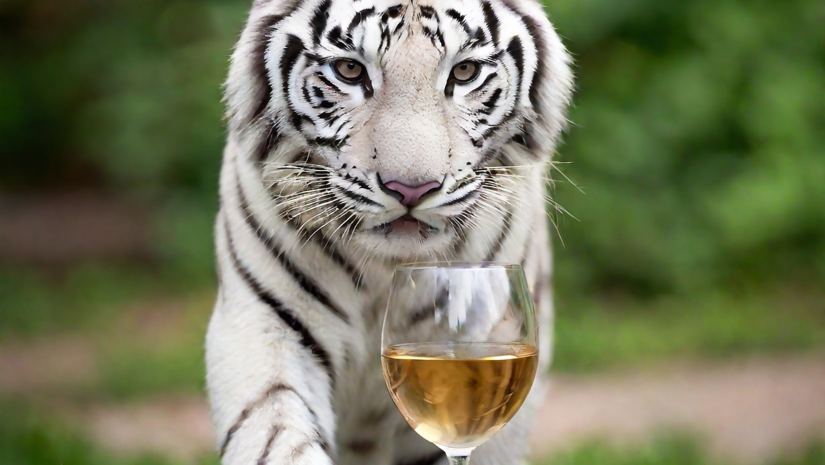 The Power of How-To-Posts - tiger stalking a glass of wine. As sometimes you need one when writing