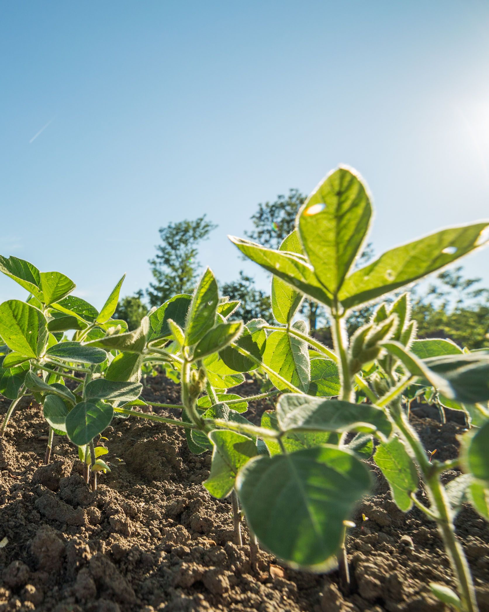 Organic farming NATULIQUE Vegan products
