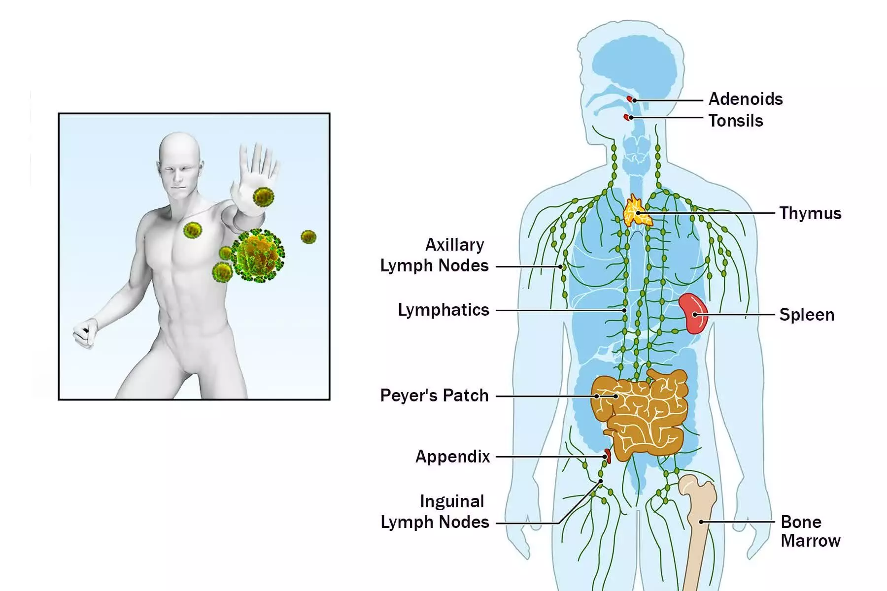 BASIC PRINCIPLES OF INNATE OR NON-SPECIFIC IMMUNITY