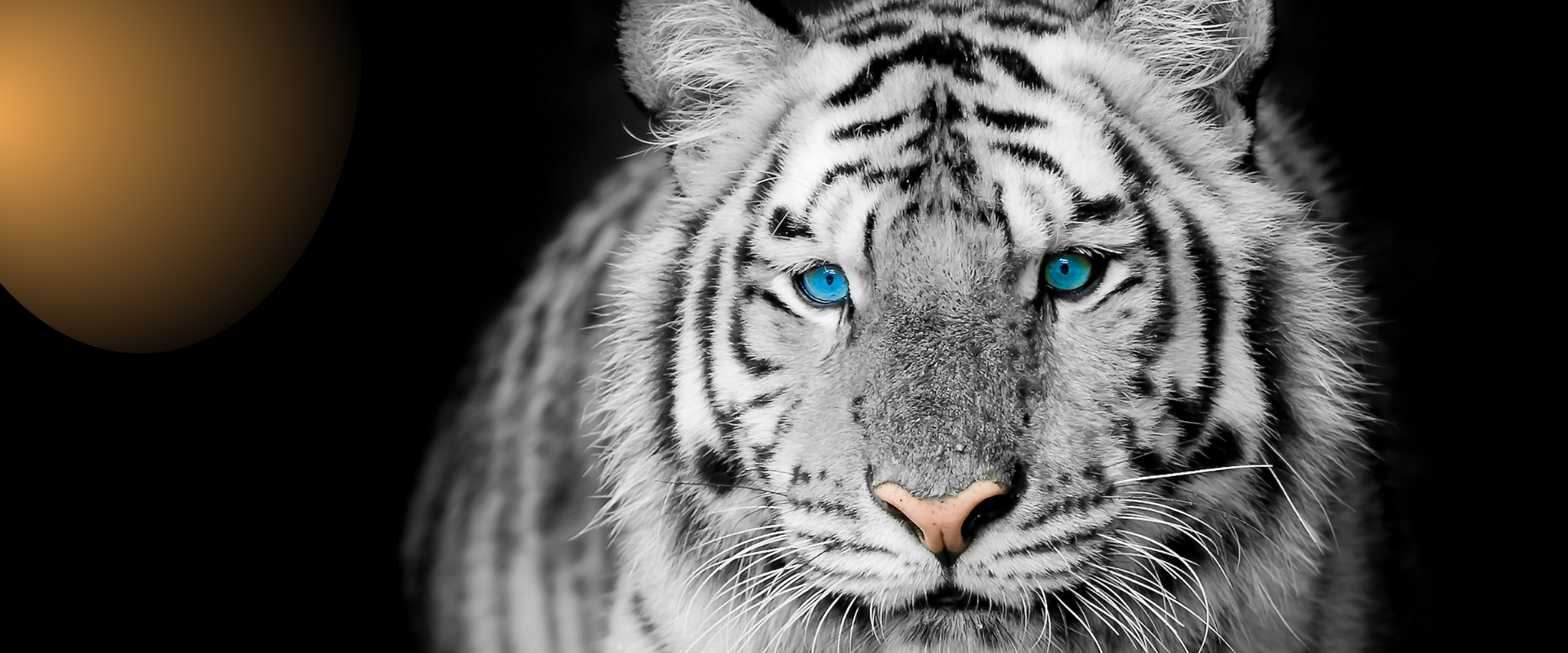 free kindle book promotional image of a white tiger on a black background