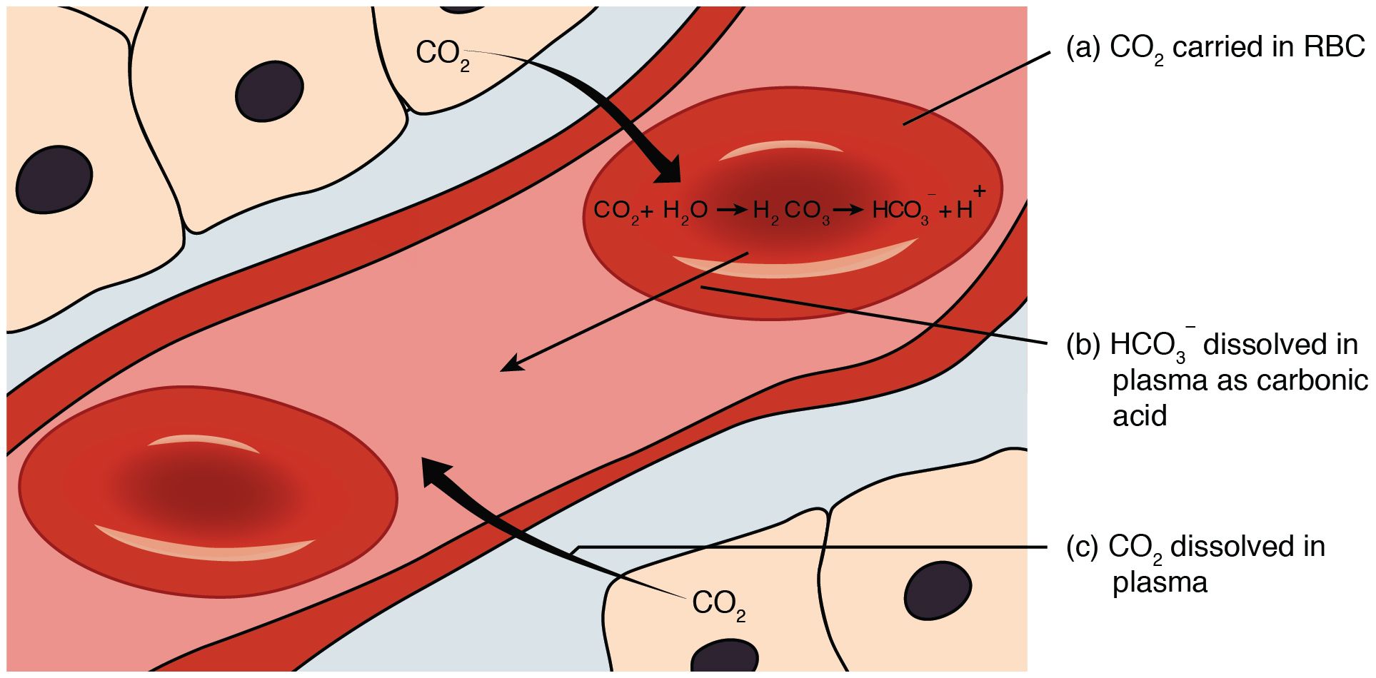 ACID-BASE BALANCE AND THE RESPIRATORY SYSTEM AS LINE OF DEFENSE