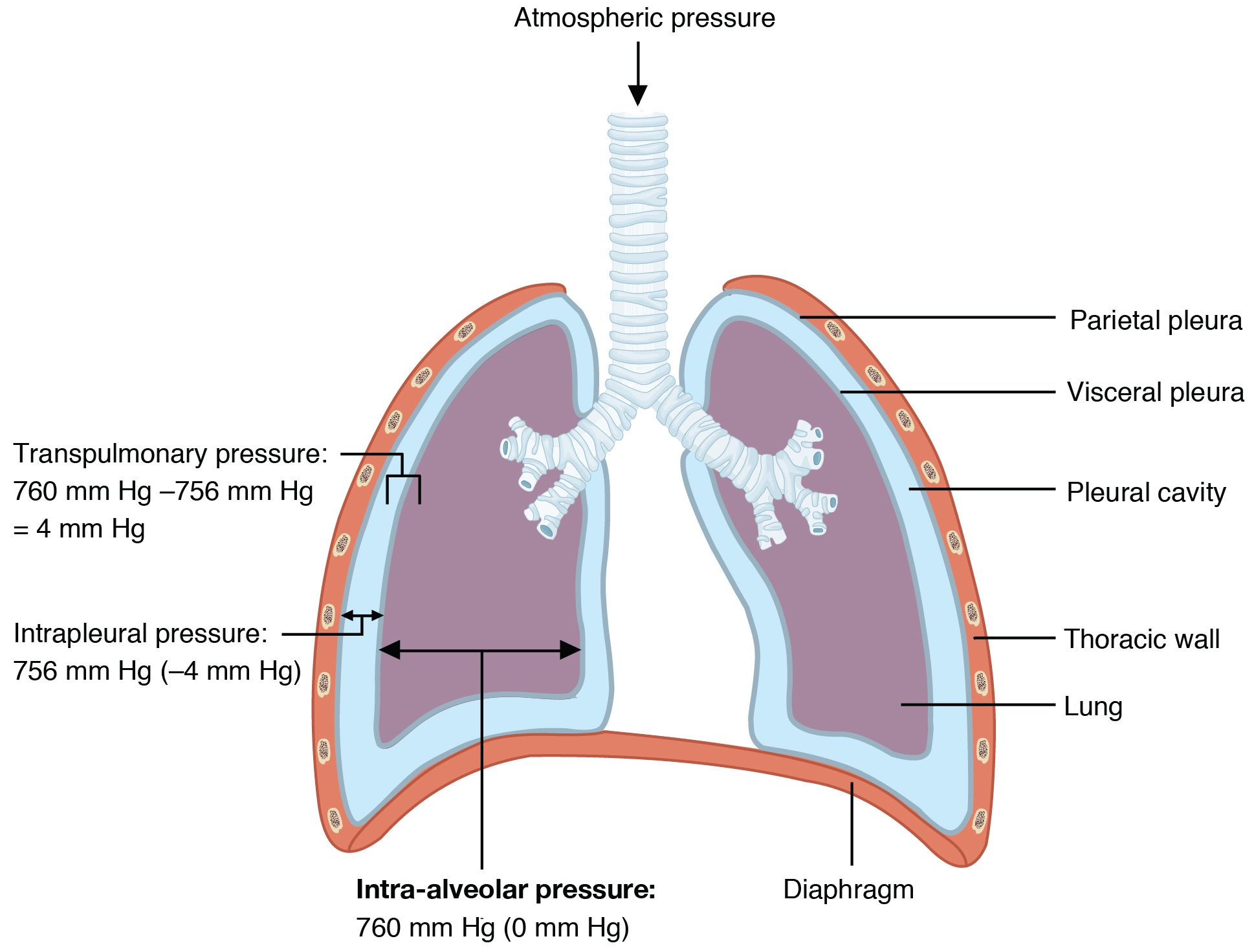 A CLOSER LOOK AT PRINCIPLES OF GASEOUS EXCHANGE A CLOSER LOOK AT PRINCIPLES OF GASEOUS EXCHANGE