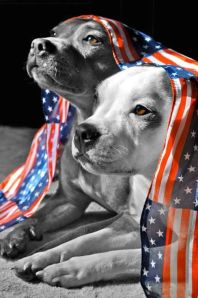 Photo shoot of two dogs wrapped in an American flag