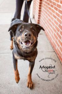 Photo shoot of another dog at the shelter