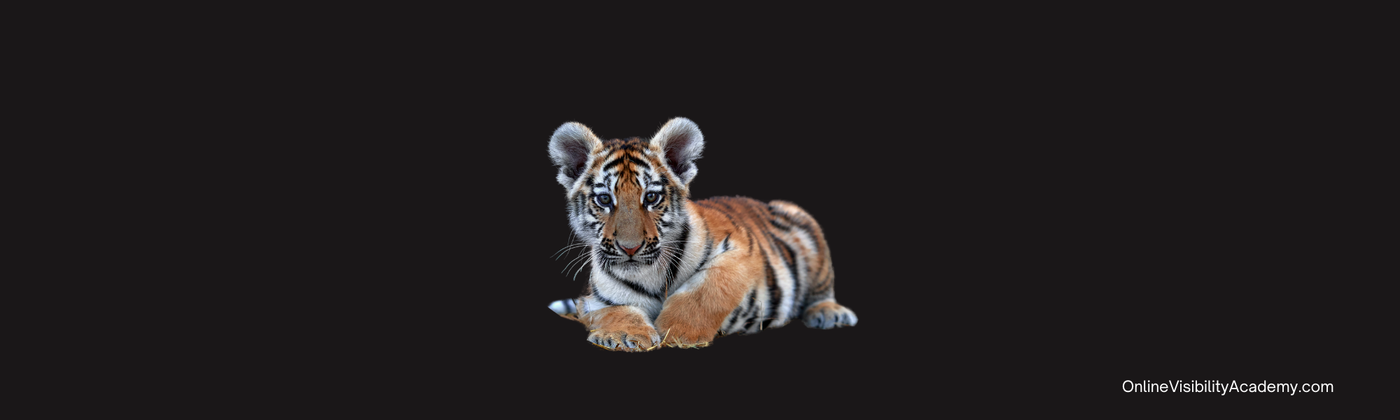 31 Different Types of Content for Your Blog