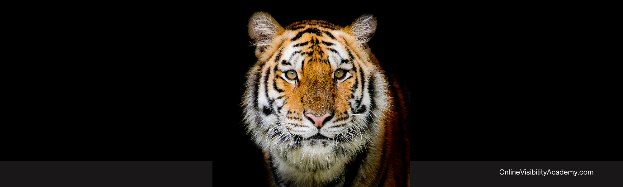 Get More WEbsite TRaffic Tiger