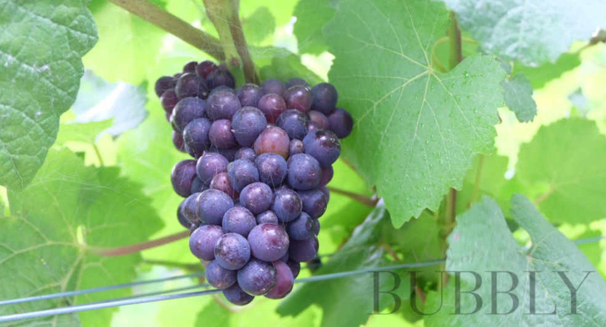 Lesser Known Champagne Grapes Enjoying the Warmer Weather