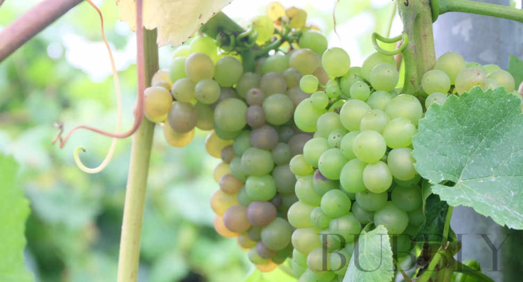 Champagne Sélèque: The Fruit of a Musical Score