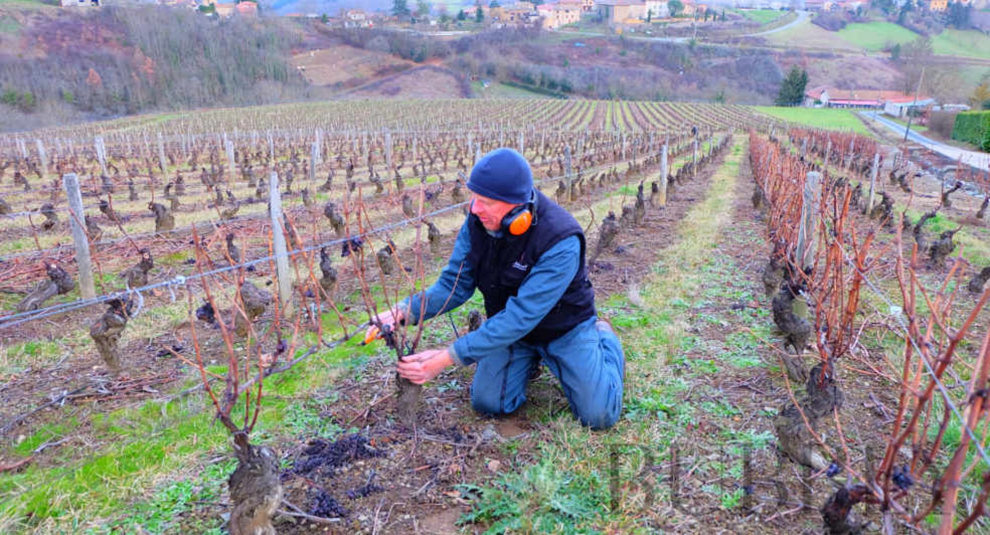 What will new EU laws on planting vines mean for the industry?