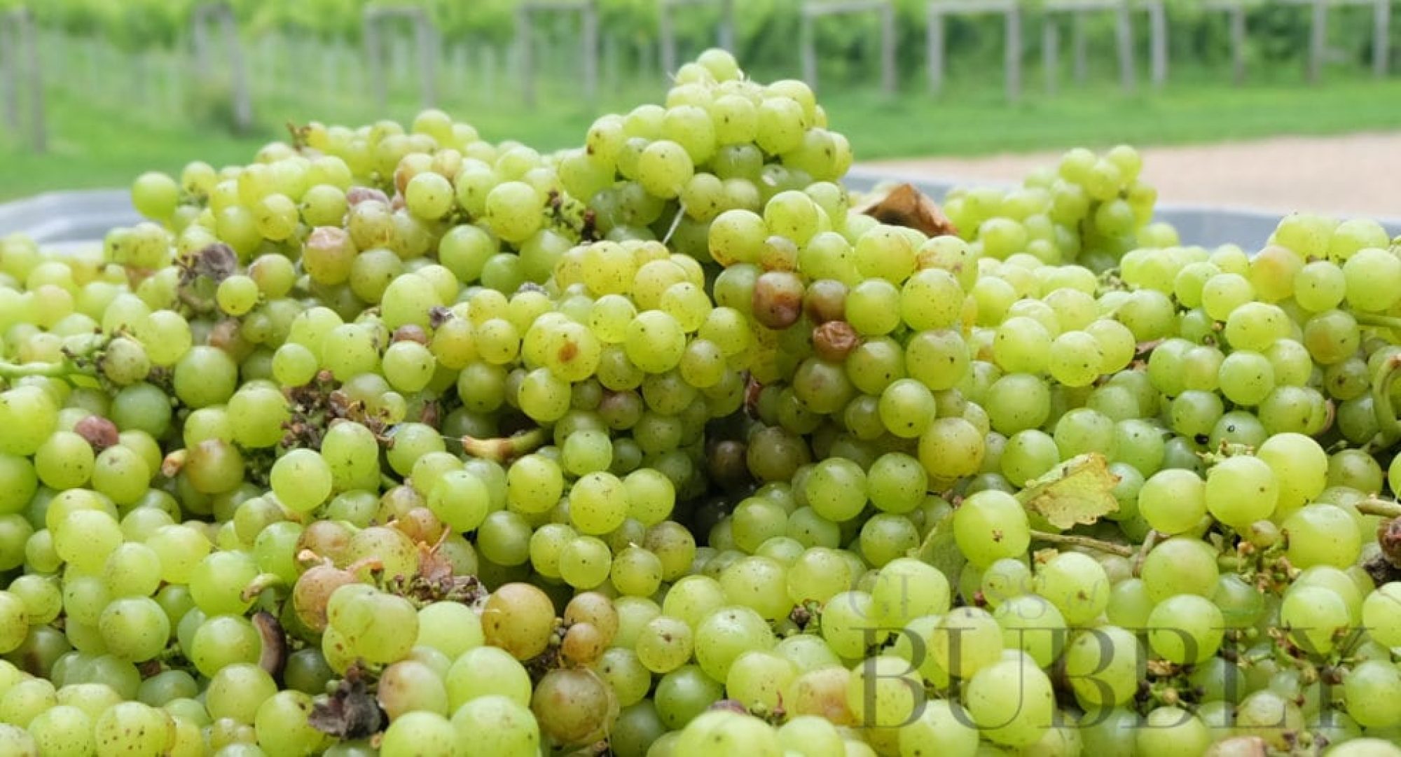 Making my own Bottle of English Sparkling Wine!