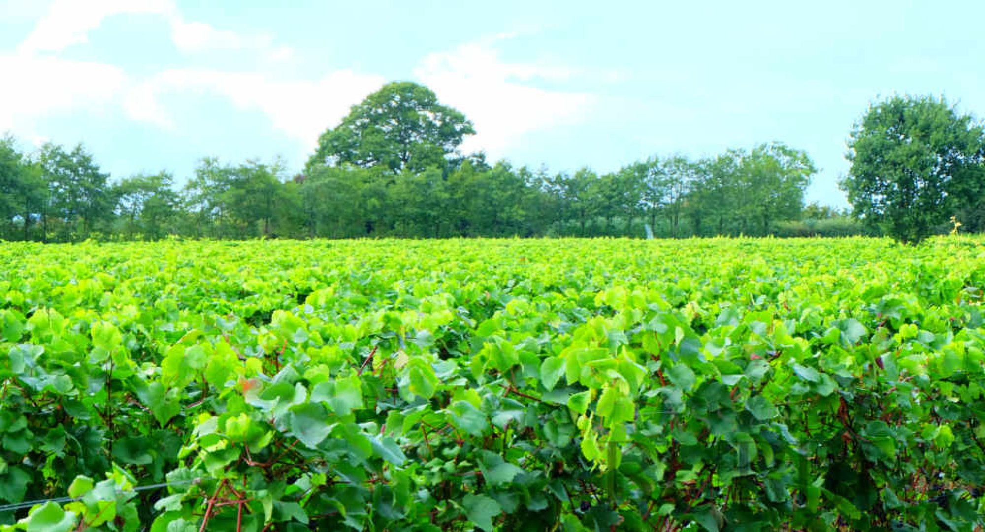 Wine tours in the UK: Where to go on a date and relax