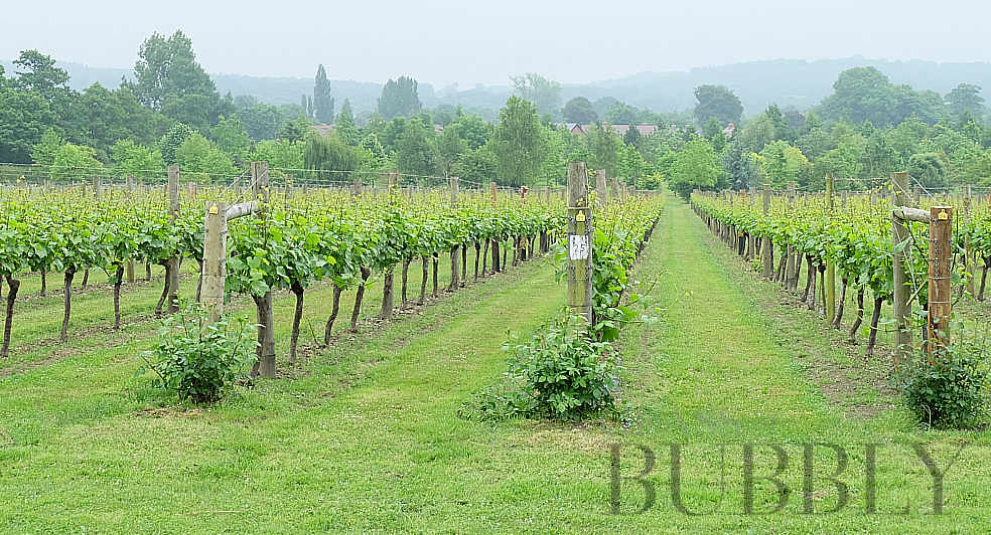 British Sparkling Wine Tour. Where Can You Find The Best?