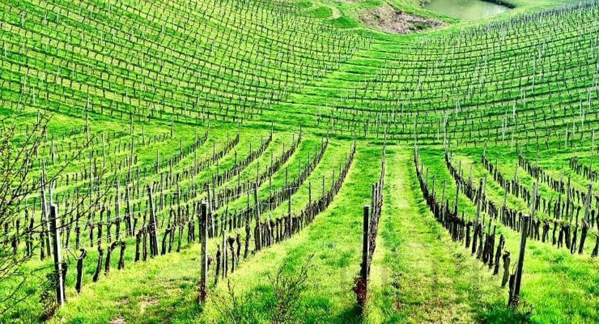 Top Wine Destinations You Should Go to In the World