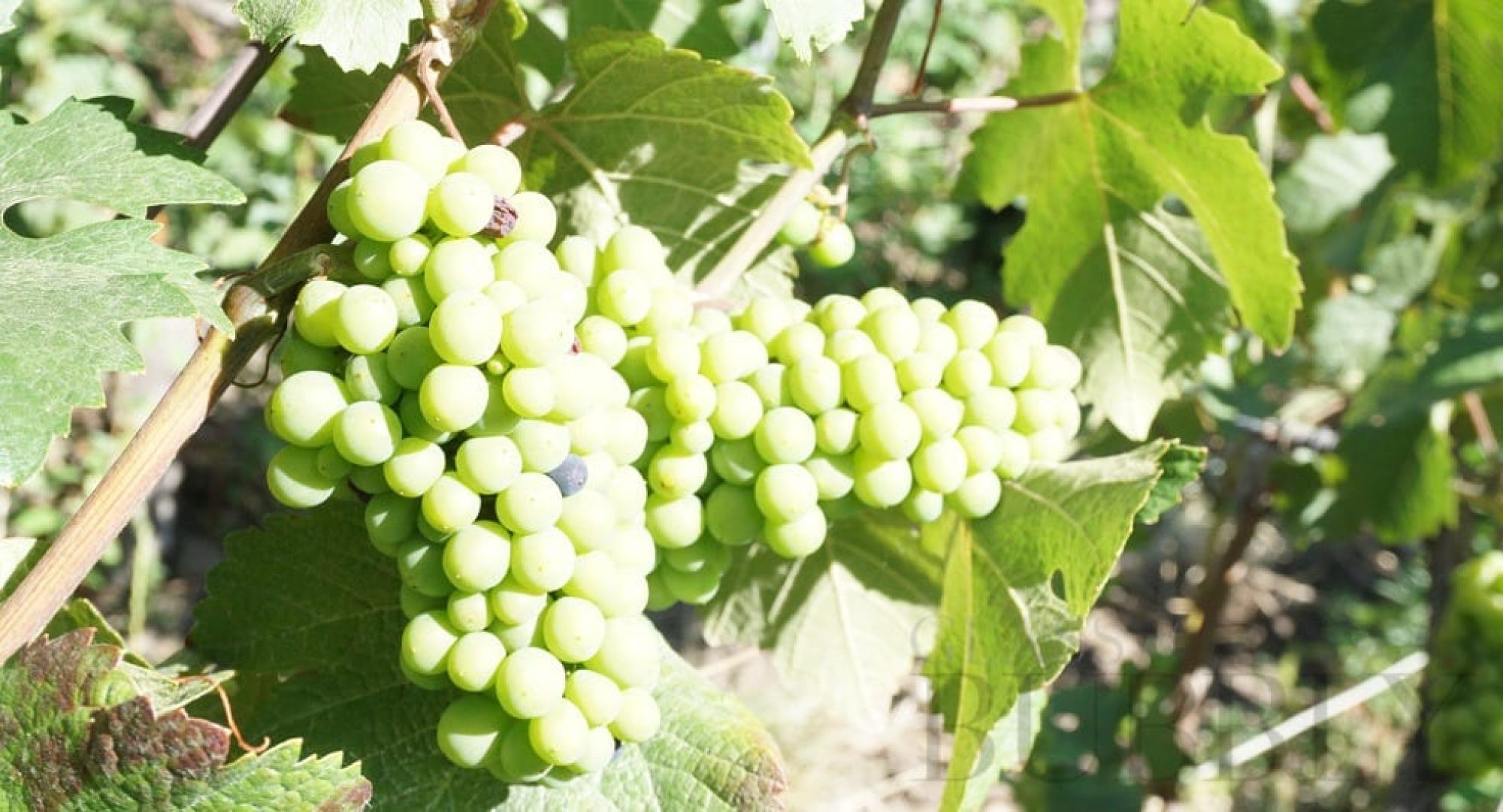 Discovering a Hidden Gem: The Taste of Carolina Wine