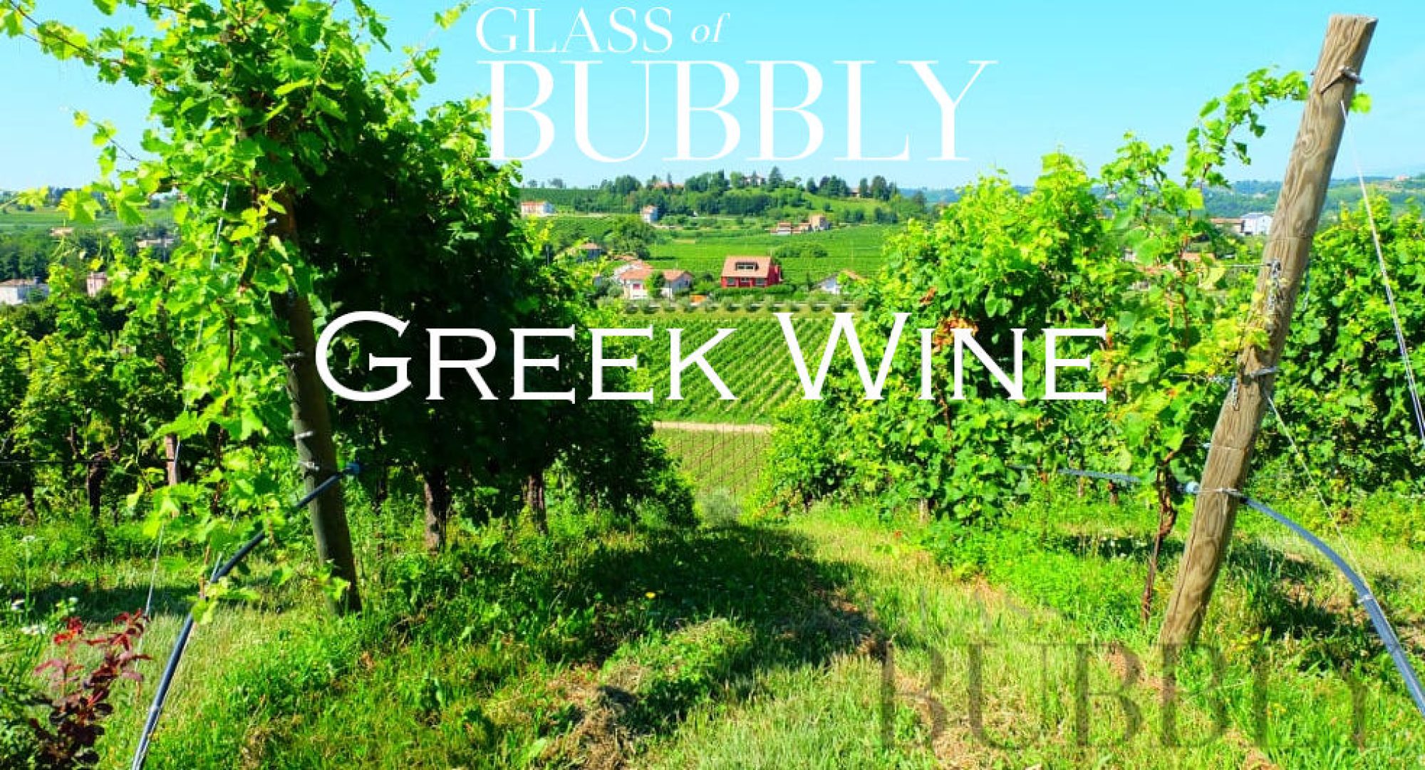 Central Greece: The Future of Greek Viticulture