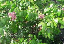 8 loại Lá cây dân gian rất thông dụng nhưng chữa trị rất nhiều bệnh