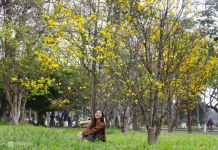 Huế kêu gọi người dân trồng mai vàng trước ngõ