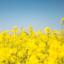 blooming-canola-rapeseed-field-picjumbo-com