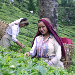 Start a Tea Plantation