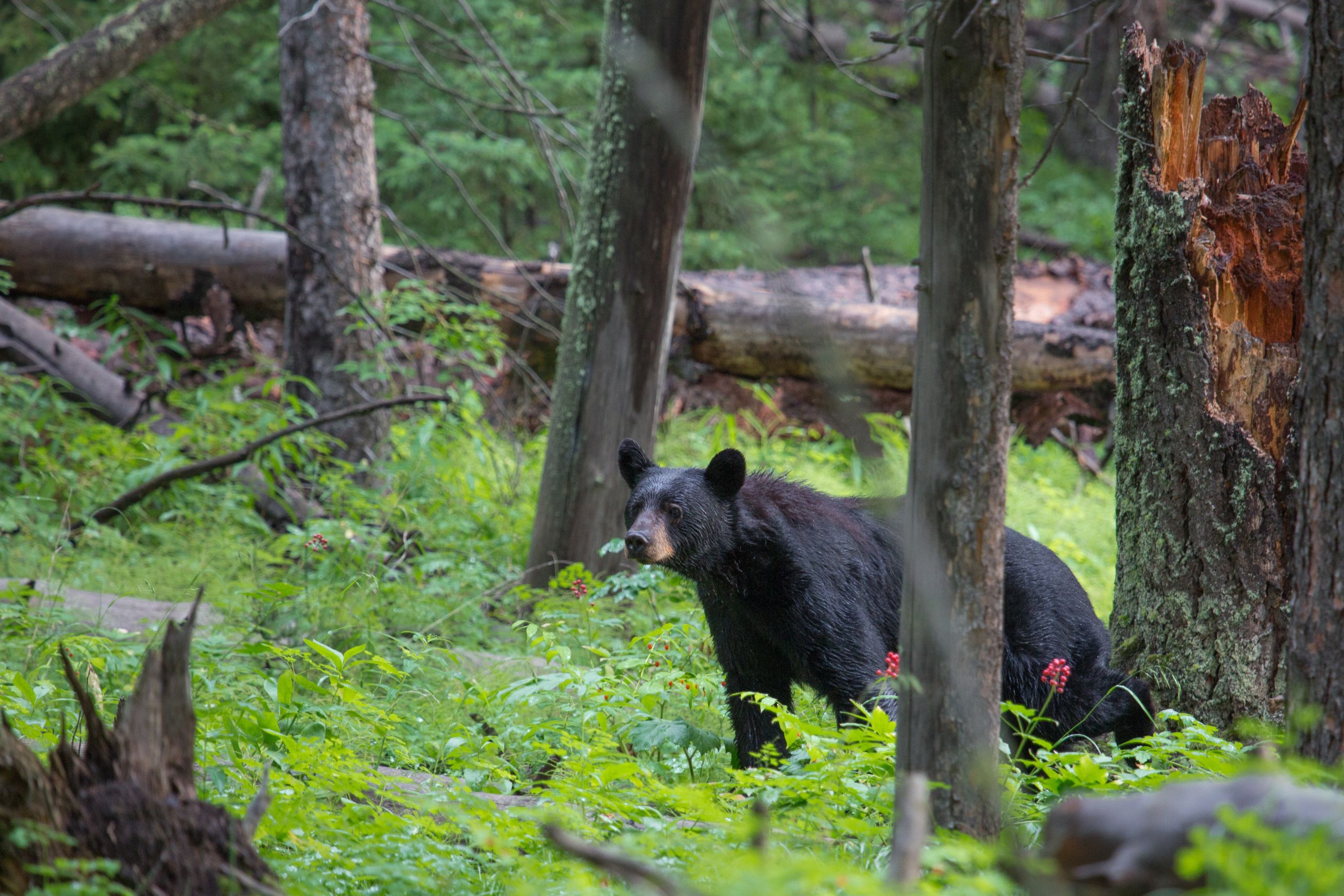 A black bear wandering the dense forest.