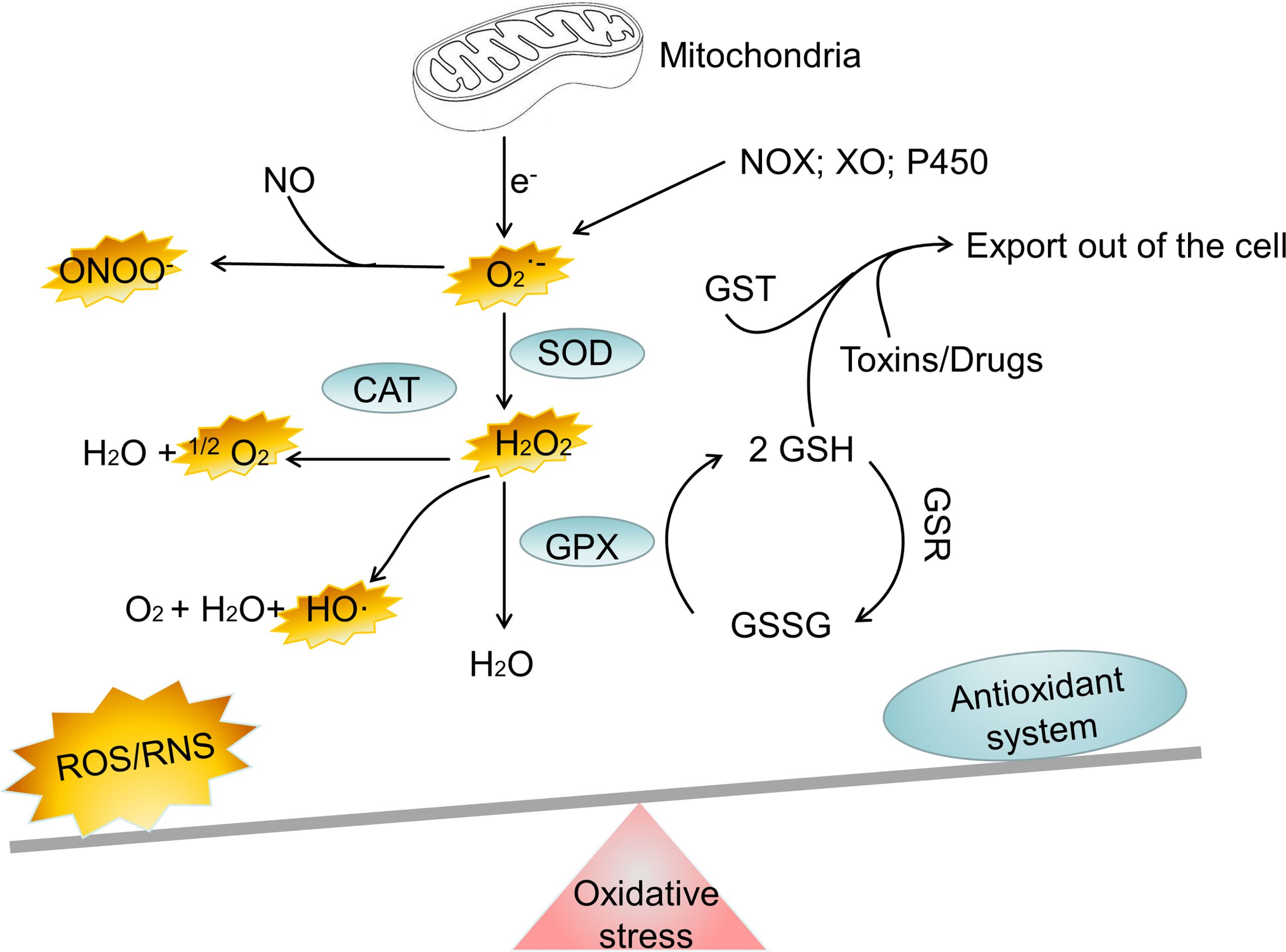 EXPLORING THE BIOCHEMISTRY OF OXYGEN TOXICITY