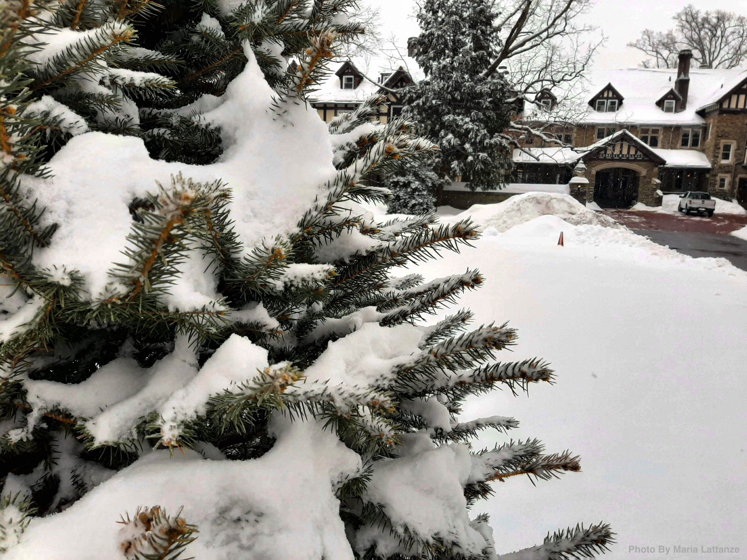 Tree with snow close shot