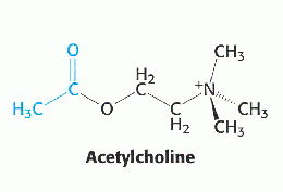 COMMON PROBLEMS WITH ACETYLCHOLINE METABOLISM: WHAT YOU SHOULD KNOW