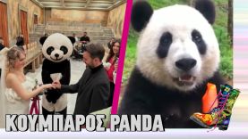 Ράδιο Αρβύλα | Κουμπάρος Panda | Top Επικαιρότητας (14/11/2022)