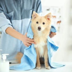Offer pet grooming services