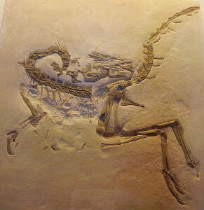 Compsognathus longipes Skeleton
