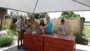 Marino and Milano petting a cheetah in South Africa.