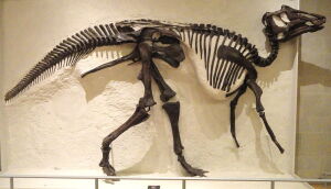 Prosaurolophus Maximus Skelett