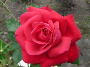 Creative Commons Who will receive a rose on "The Bachelor?"