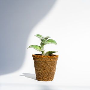 Plant for an ecologocal salon Plant for an ecological salon