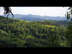 Ρουμανία: Σε κίνδυνο τα παρθένα δάση της χώρας