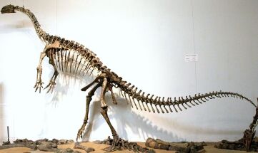 Plateosaurus Skeleton