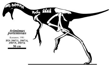 Avimimus Partial skeleton