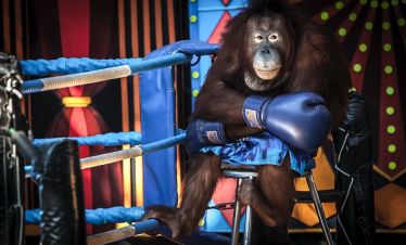bangkok safari world and marine park orangutan boxing