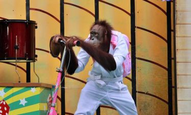 bangkok safari orangutan show
