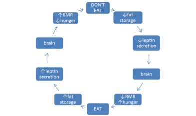 resting metabolic rate