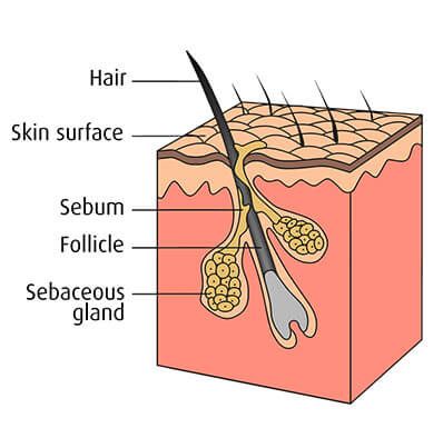 the role of the scalp NATULIQUE organic hair colours