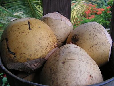 yellow Malayan Dwarf coconuts